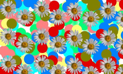 Collage of chamomile flowers on a colorful bright background