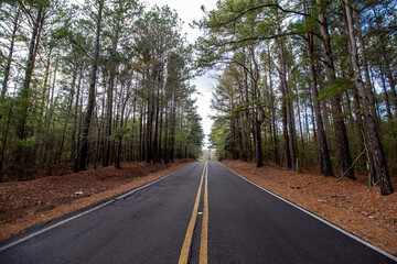 Winding Road in Woodlands
