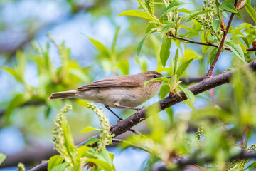 Common chiffchaff, lat. phylloscopus collybita, sitting on branch of bush in spring and looking for food