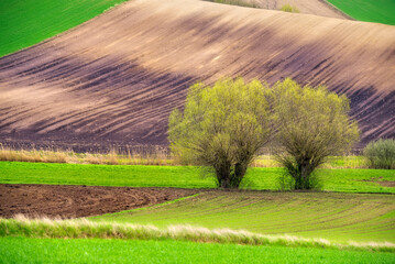 Dwie wierzby w polu. © Piotr