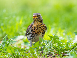 Wood bird Fieldfare, Turdus pilaris, on a sprng lawn.