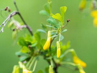 Acacia tree branch with green leaves and yellow flowers. Blooming Caragana Arborescens, R1X00140-Edit.jpg