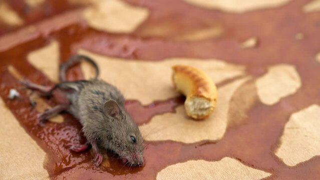 Small rodent body on glue trap near bait