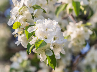 White blossoming apple trees. White apple tree flowers