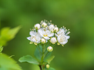 Spiraea chamaedryfolia or germander meadowsweet or elm-leaved spirea white flowers with green background.