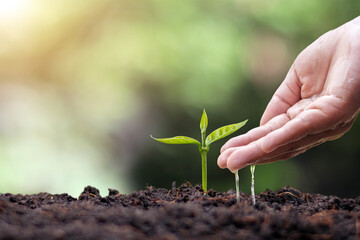 Trees are growing on fertile soil and farmers are watering the trees. Concept of nature, environment, and natural environment preservation.