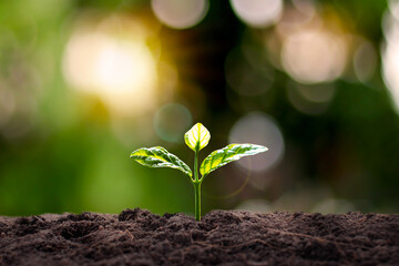 The seedlings grow from fertile soil and the morning sun shines. Ecology and ecological balance concept.