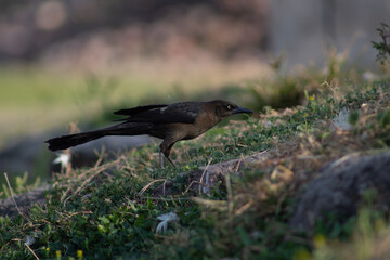 A Quiscalus mexicanus standing on the green grass in the midday light preparing to take off from the ground and fly.