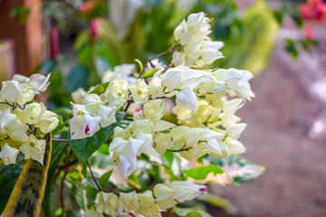 Beautiful Jasmine flower in the garden