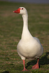 Portrait of orange-billed white goose walking alone on green grass on a sunny summer day.