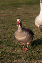 Geese of different colors strolling on the grass.
