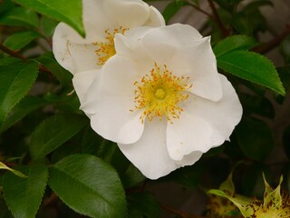 white rose flower