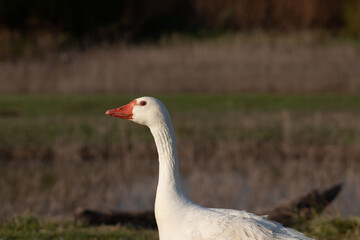 White goose photographed from the side while sunbathing