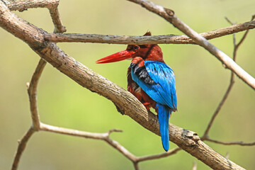 The White-throated Kingfisher on a branch in nature