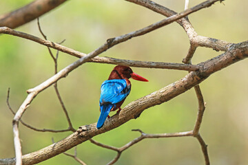 The White-throated Kingfisher on a branch in nature
