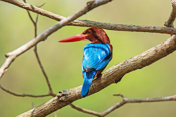 The White-throated Kingfisher on a branch in nature