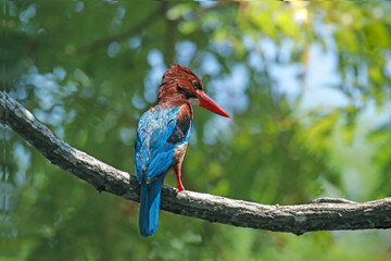 The White-throated Kingfisher on a branch in nature