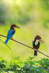 The White-throated Kingfisher on a branch in nature