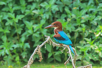 The White-throated Kingfisher on a branch in nature
