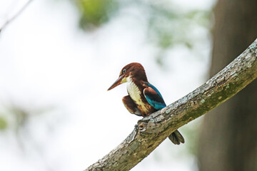 The White-throated Kingfisher on a branch in nature
