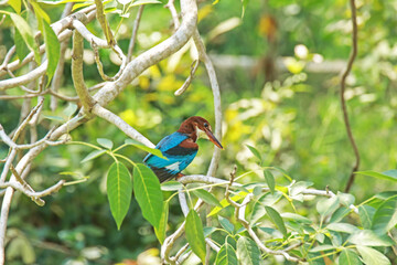 The White-throated Kingfisher on a branch in nature