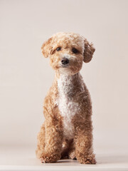 red maltipoo on a beige background. curly dog in photo studio. Maltese, poodle