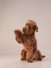 red maltipoo on a beige background. curly dog in photo studio. Maltese, poodle