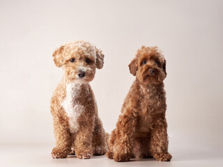 two red maltipoo on a beige background. curly dogs in photo studio. Maltese, poodle