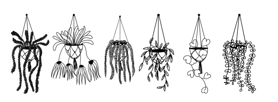 A set of ampel flowers in hanging pots, home decor. Hand-drawn, linear black and white sketch. Curly flowers. Vector illustration