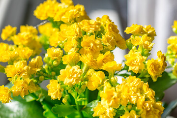 Yellow flowers of Calandiva Kalanchoe.