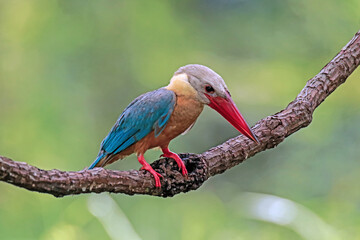 The Stork-billed Kingfisher on a branch in nature