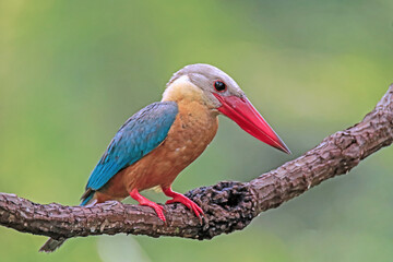The Stork-billed Kingfisher on a branch in nature