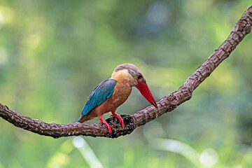 The Stork-billed Kingfisher on a branch in nature