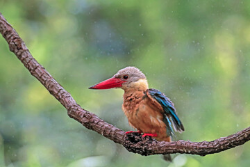 The Stork-billed Kingfisher on a branch in nature