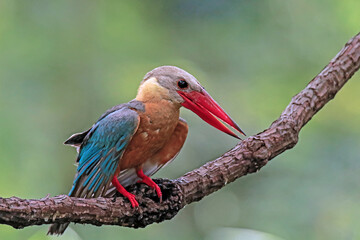 The Stork-billed Kingfisher on a branch in nature