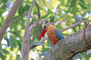 The Stork-billed Kingfisher on a branch in nature