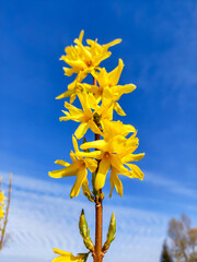 Blossoming forsythia on blue sky in the spring.