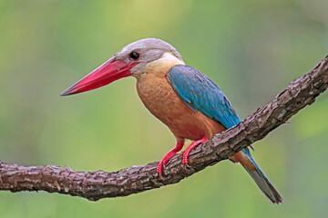 The Stork-billed Kingfisher on a branch in nature