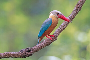 The Stork-billed Kingfisher on a branch in nature