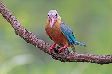 The Stork-billed Kingfisher on a branch in nature