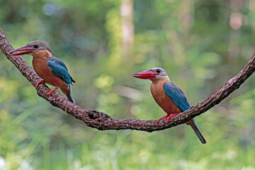 The Stork-billed Kingfisher on a branch in nature