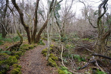dreary winter forest with bare trees