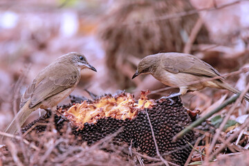 Naklejka premium Streak-eared Bulbul in nature
