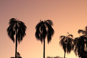 Sunset in Brisbane in botanical garden with palm trees. - obrazy, fototapety, plakaty