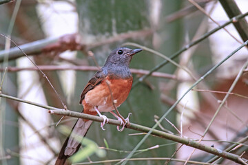 The White-rumped shama on a branch in nature