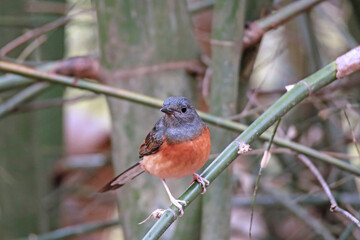 The White-rumped shama on a branch in nature