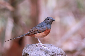 The White-rumped shama on a branch in nature