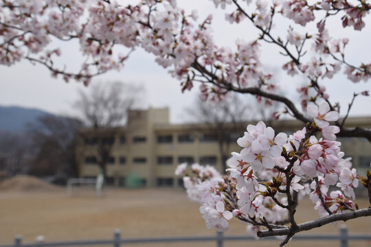 cherry blossom and school / 満開の桜と学校の校舎（広角ワイド）