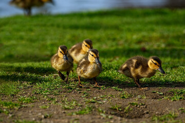 Mallard baby ducklings (Anas platyrhynchos)are  walking in the park, Canada