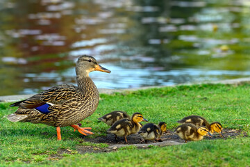Mallard duck (Anas platyrhynchos)and her cute baby ducklings are  walking by the water, Canada